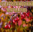 Староминский Барбарис